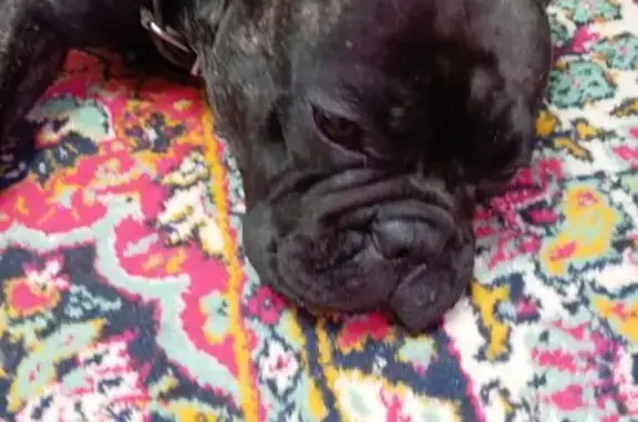 Собака найдена: ул. Кутузова 41, Новокузнецк