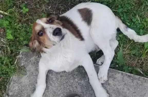 Найдена собака, Новороссийск, фото: Собака найдена: Полярная ул, 24, Новороссийск