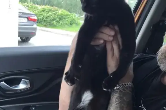 Найдена кошка, Пермь, фото: Кошка найдена на Чкалова, 16, Пермь