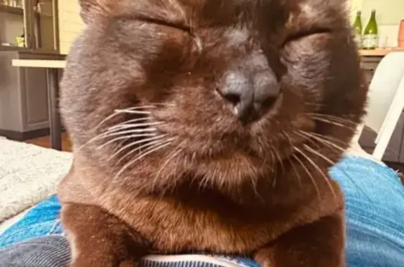Кошки потеряшки, Туапсе, фото: Потеряшка кошка, ул. Клары Цеткин, 5, Туапсе