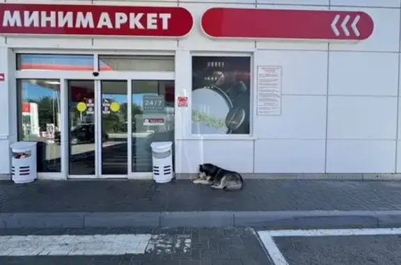 Найдена собака, Волгоград, фото: Собака найдена на ул. Саши Чекалина, 88