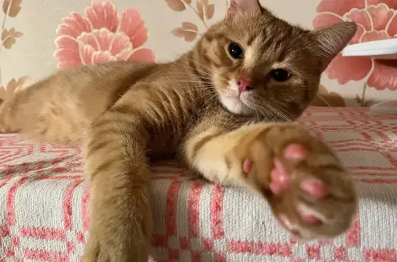 Кошка найдена: ул. Татарстан, 3/2, Казань