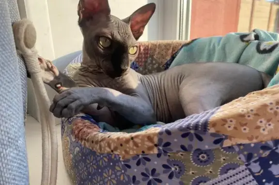 Кошки потеряшки, Ольхи, фото: Потеряшка кошка: Шацк — Сараи, Ольхи