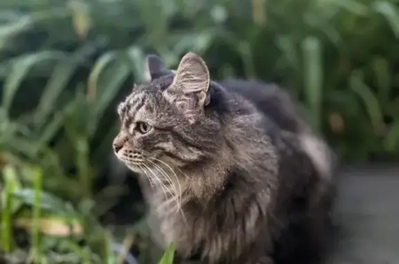 Пропала кошка: ул. ДОЗ, 7, Новокузнецк