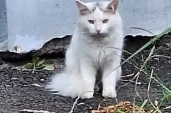 Найдена кошка, Нижний Новгород, фото: Найдена кошка, Мануфактурная 11, НН