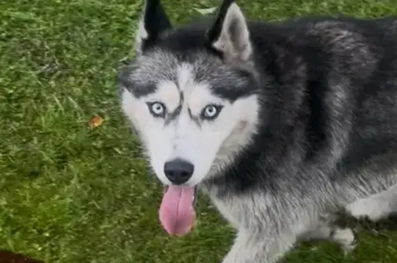 Найдена собака, Шатура, фото: Найдена хаски, 1 Мая 12А, Шатура