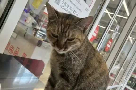 Кошка найдена на Шеболдаева, 2М, Ростов-на-Дону
