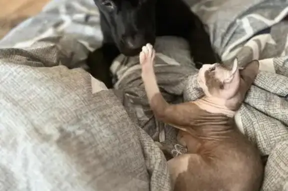 Кошки потеряшки, Кумертау, фото: Потеряшка кошка, Окружная ул. 9, Кумертау