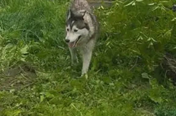 Найдена собака, , фото: Хаски найдена: Саввино, Егорьевский р-н