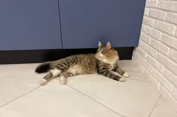 Найдена кошка, Парголово, фото: Кошка найдена на Брюлловской, Парголово