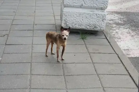 Найдена собака, Москва, фото: Собака найдена на Каширском шоссе, Москва