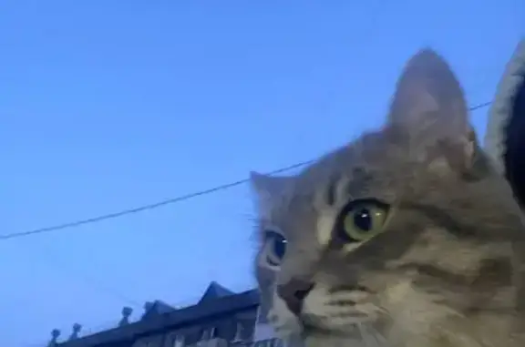 Найдена кошка, Войновка, ул. Военная, 10