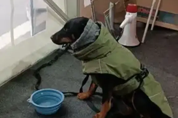 Найдена собака, Владикавказ, фото: Найдена собака на площади Свободы, Владикавказ