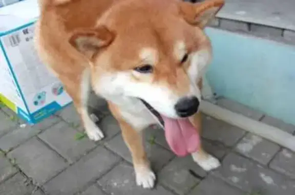 Сиба-ину найдена на Советской, Донское