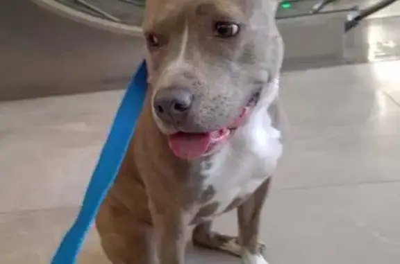 Собака найдена: ул. Совхозная, 12, Невское