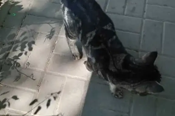 Котик найден на Коммунистическом, Ростов-на-Дону