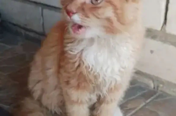 Кошка найдена на Проезжей, 17, Курск