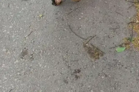 Найдена рыжая такса, ул. Металлургов, 47