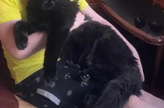 Кошки потеряшки, Петрозаводск, фото: Потеряшка черная кошка, Лососинское ш. 21 к9