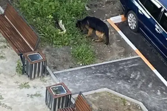 Овчарка найдена: пр. Ленина 54 к2, Челябинск