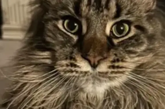 Кошки потеряшки, Шигаево, фото: Потеряшка кошка, Шигаево, Санаторная ул.