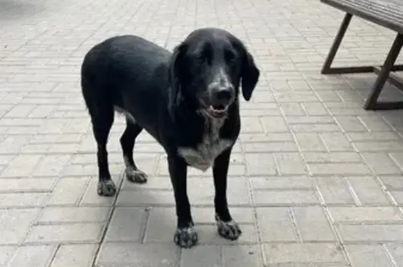 Собака найдена в парке Бенилюкс, Суворова 92