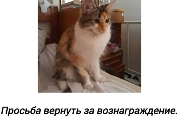 Пропала кошка, ул. Мира 41Б, Братск