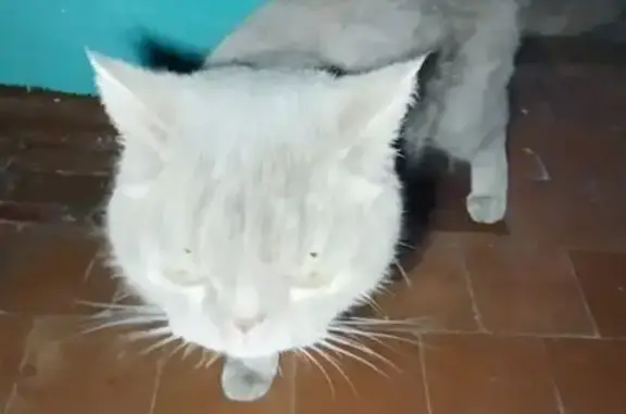 Кошка найдена, ул. М. Горького, 51, Псков