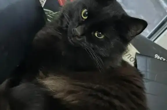 Кошки потеряшки, Октябрьский, фото: Потеряшка черная кошка, ул. Гончарова, 13