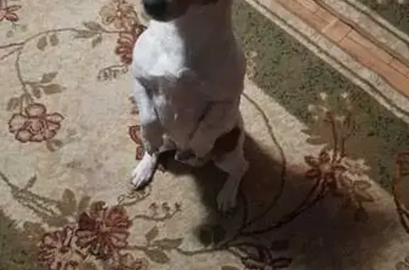 Собаки потеряшки, Лабинск, фото: Потеряшка собака, Лабинск, Саянский пер. 10