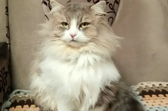 Кошки потеряшки, Белёв, фото: Потеряшка кошка, улица Дзержинского, 1