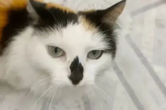 Пропала кошка, пл. Минина, 7, Н. Новгород