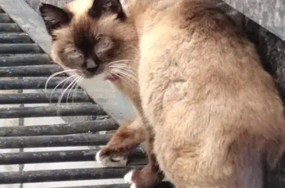 Найдена кошка, Улан-Удэ, фото: Кошка найдена у Драмтеатра, Терешковой 9А