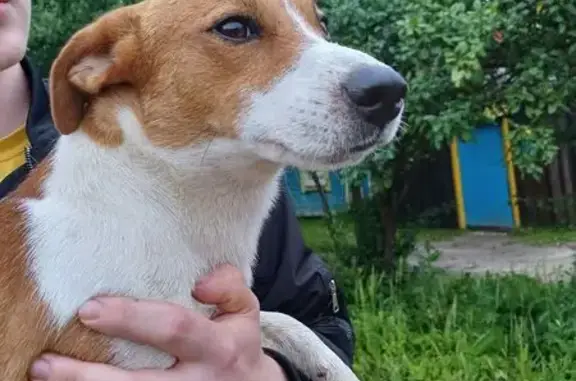 Найдена собака, Иваново, фото: Найден Джек Рассел, Иваново, 2-я Комбинатская