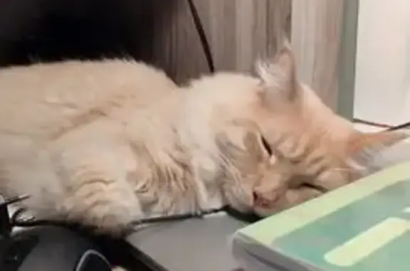 Кошки потеряшки, Ульяновск, фото: Потеряшка кошка, Сурова 25, Ульяновск