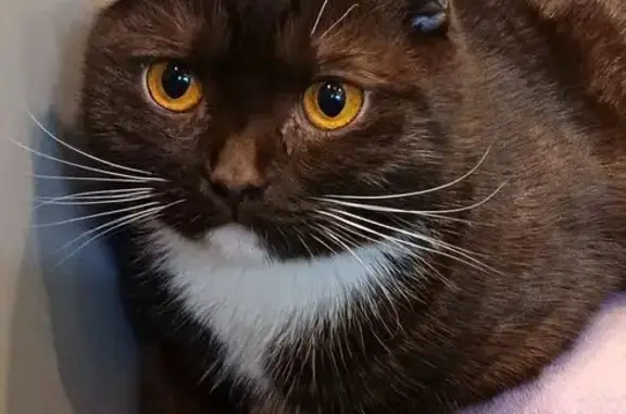 Пропала кошка, МО, вислоухий, полосатый