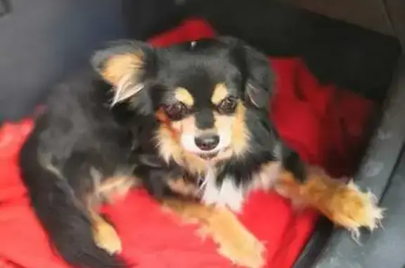 Найдена собака, Волгоград, фото: Собака найдена: ул. Аллея Героев, Волгоград