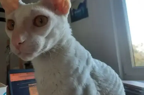 Кошки потеряшки, Калининград, фото: Потеряшка кошка, ул. Громовой, Калининград