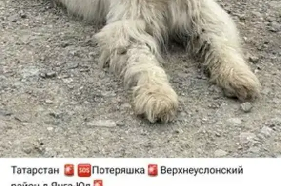 Найденные животные , фото: Собака найдена: Казань, Татарстан