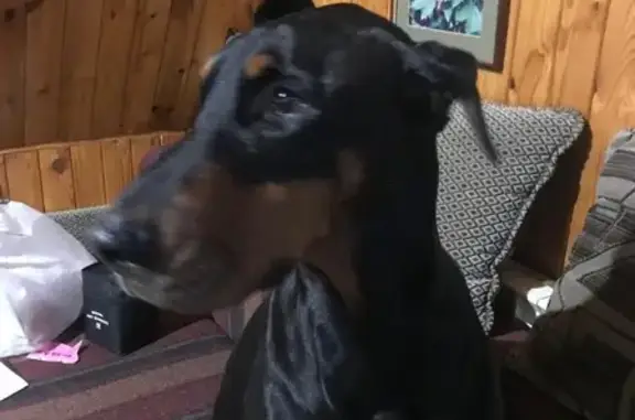Пропал доберман, 7 лет, МО