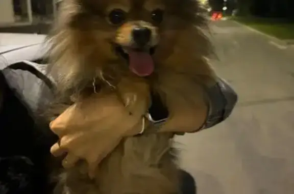 Найдена собака, Невинномысск, фото: Шпиц найден: Объездная ул., Невинномысск