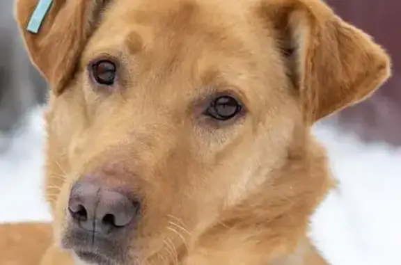 Собаки потеряшки, , фото: Потеряшка собака на Вавилова, 67, Липецк