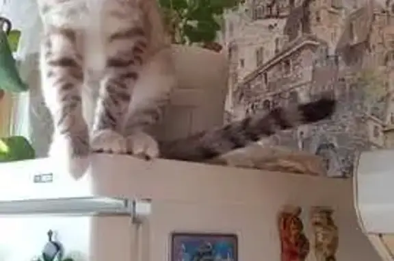 Кошки потеряшки, Фокино, фото: Потеряшка кошка, ул. Карла Маркса, 3Б