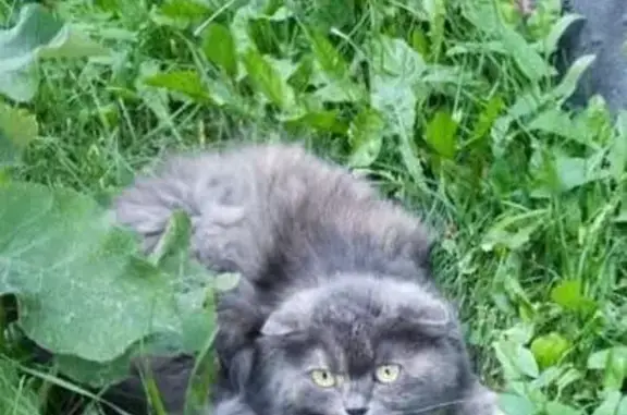 Найдена кошка, Куйбышев, фото: Найдена кошка, Лермонтова 8, Куйбышев