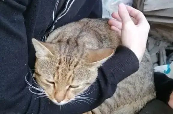 Пропала кошка, ул. Комарова, 4А, Курск