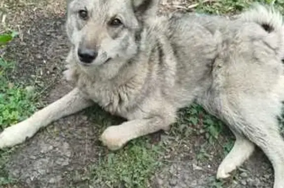 Найдена собака, Азарово, фото: Собака найдена в Азарово, Ильково