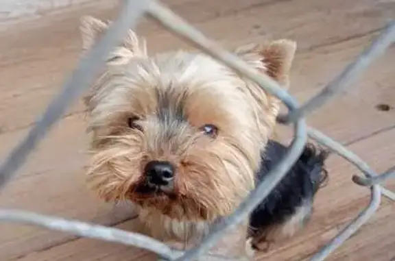 Найдена собака, Сафоново, фото: Найдена собака: Советская ул., 76, Сафоново