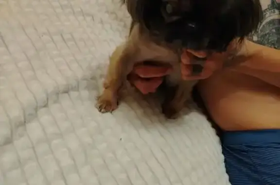 Найдена собака, пр. Ливанова, Ульяновск