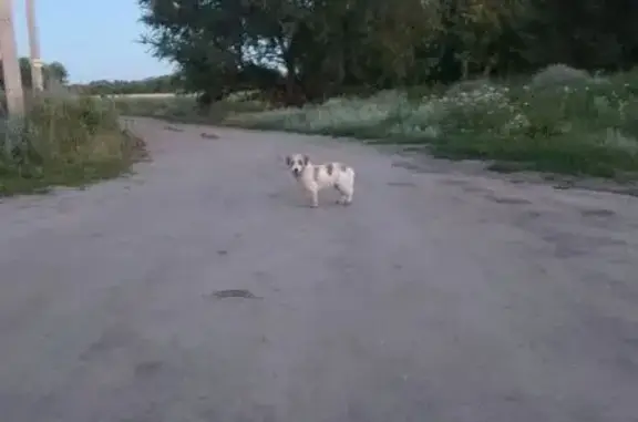 Найдена собака, Воронеж, фото: Собака найдена: Воронеж, Октябрьская 107В