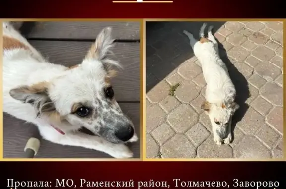 Пропала собака, МО, розовый ошейник